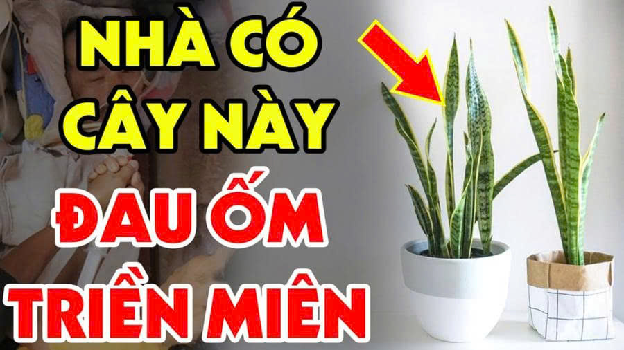 Tuổi này đại kỵ với cây Lưỡi Hổ: Trồng 1 cây cũng đủ tổn phúc, tiền của không cánh mà bay