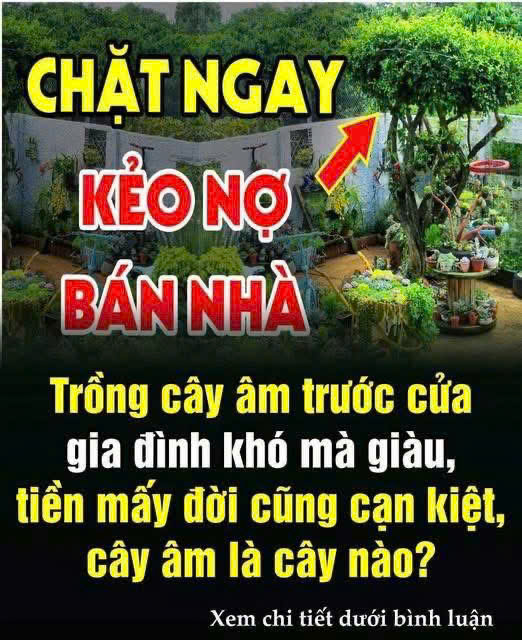 Trồng cây âm trước cửa gia đình khó mà giàu, tiền mấy đời cũng cạn kiệt, cây âm là cây nào?