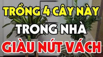 Những loài cây là thần giữ của, trồng trong nhà Hút Tiền Hút Của